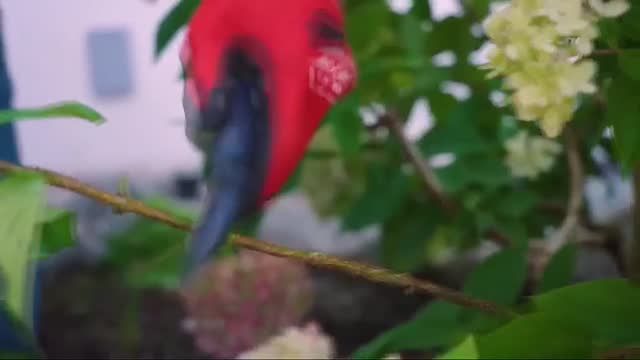 clip