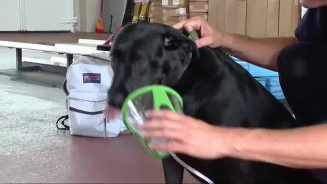 clip