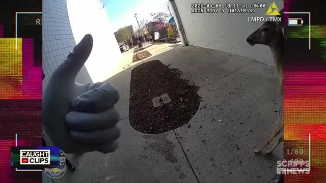 clip