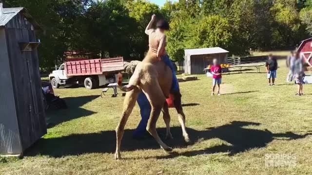 clip