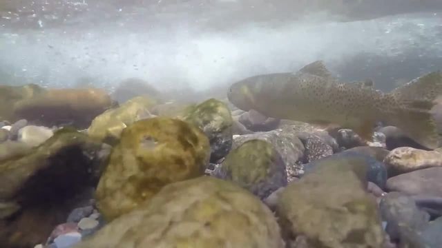 clip