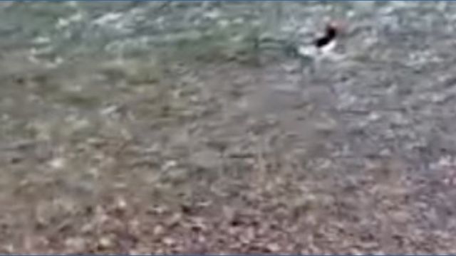 clip